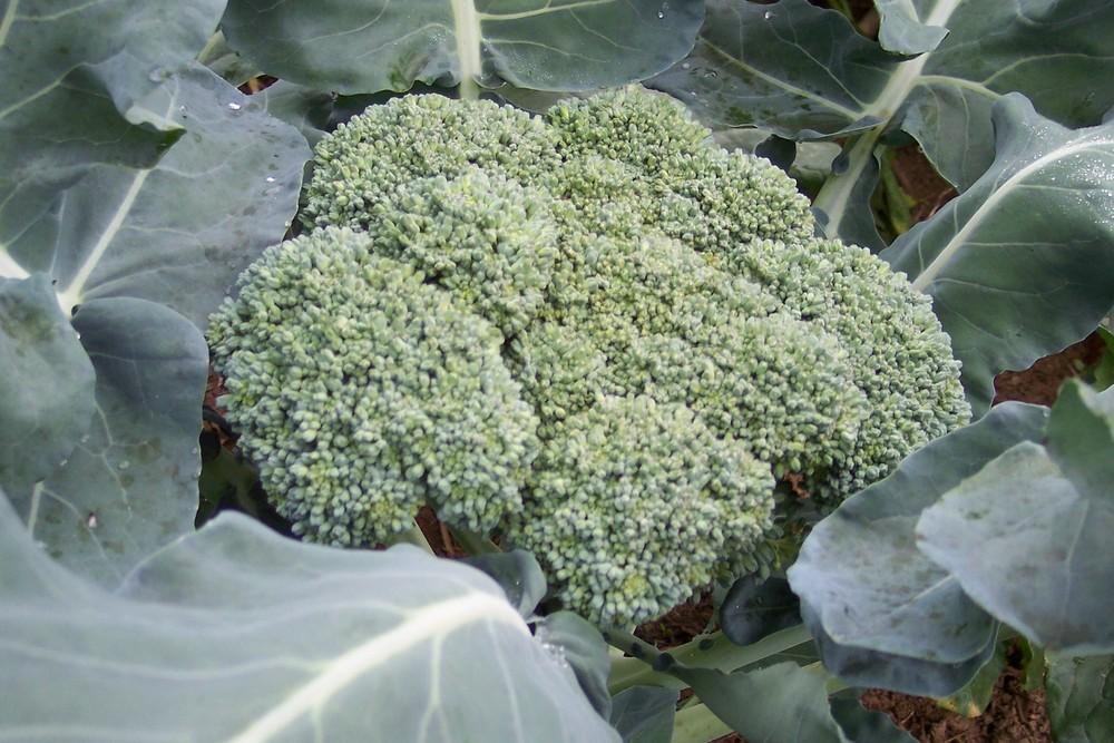 Photo of Broccoli (Brassica oleracea 'Packman') uploaded by farmerdill