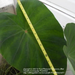 Location: Plano, TX
Date: 2012-07-01
I started this from a small corm in May. The largest leaf is 17 i