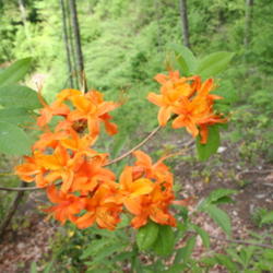 Location: Maggie Valley, North Carolina
Date: 2010-05-14
Flame azalea (Rhododendron calendulaceum)