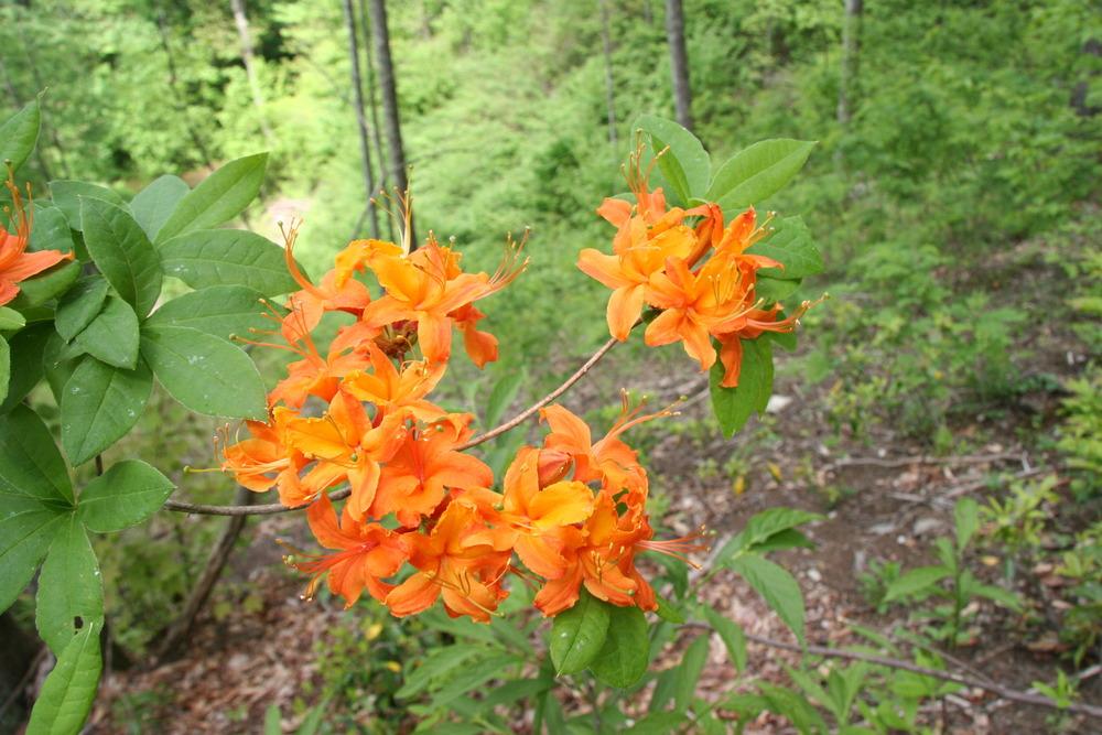 Photo of Flame Azalea (Rhododendron calendulaceum) uploaded by RobertB