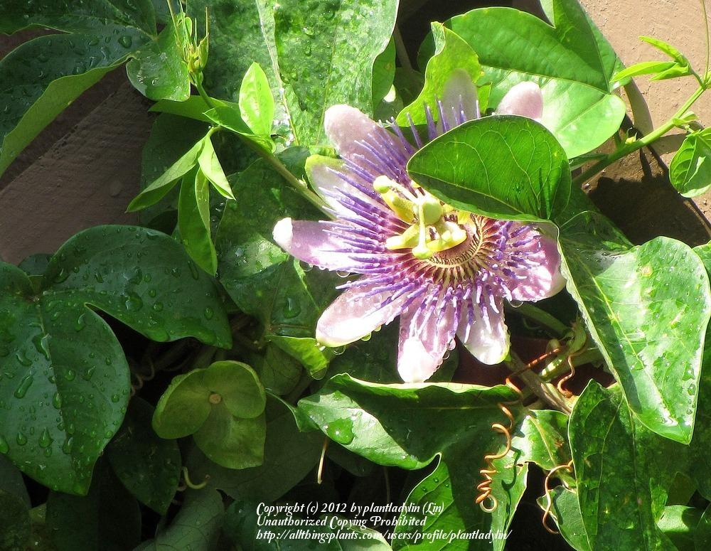 Photo of Maypop (Passiflora incarnata) uploaded by plantladylin
