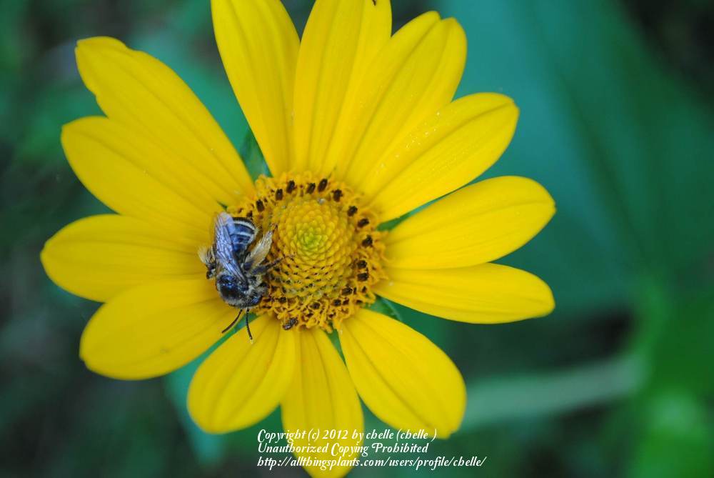 Photo of False Sunflower (Heliopsis helianthoides) uploaded by chelle