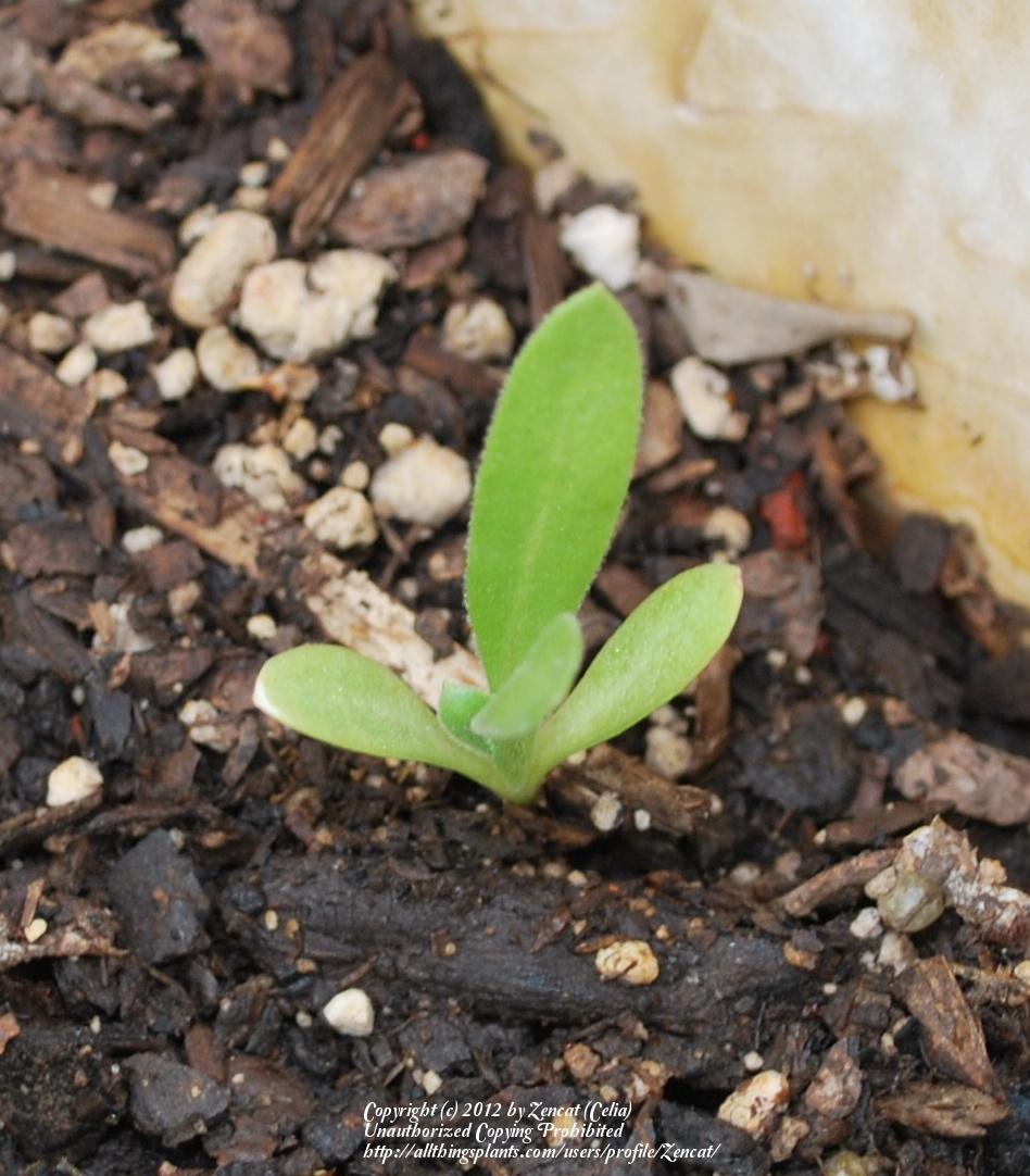 Photo of Pot Marigold (Calendula officinalis) uploaded by Zencat