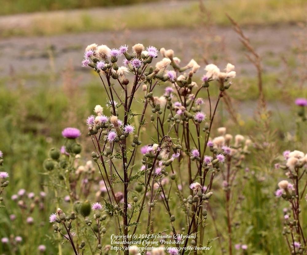 Photo of Canada Thistle (Cirsium arvense) uploaded by bonitin