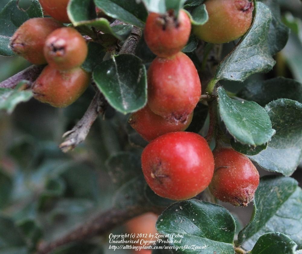 Photo of Cranberry Cotoneaster (Cotoneaster apiculatus) uploaded by Zencat