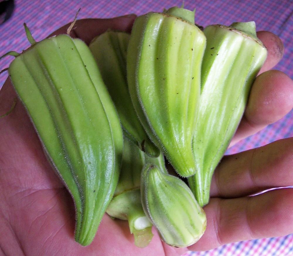 Okra Plant Care and Collection of Varieties