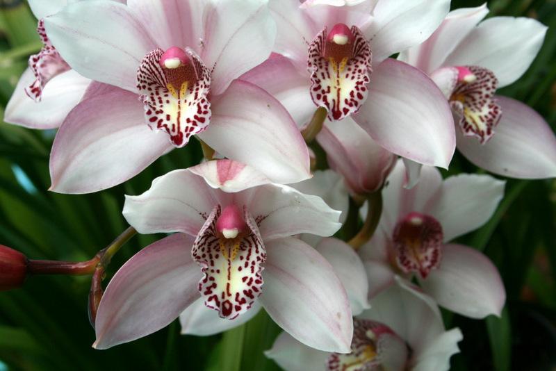 Photo of Orchid (Cymbidium) uploaded by Calif_Sue