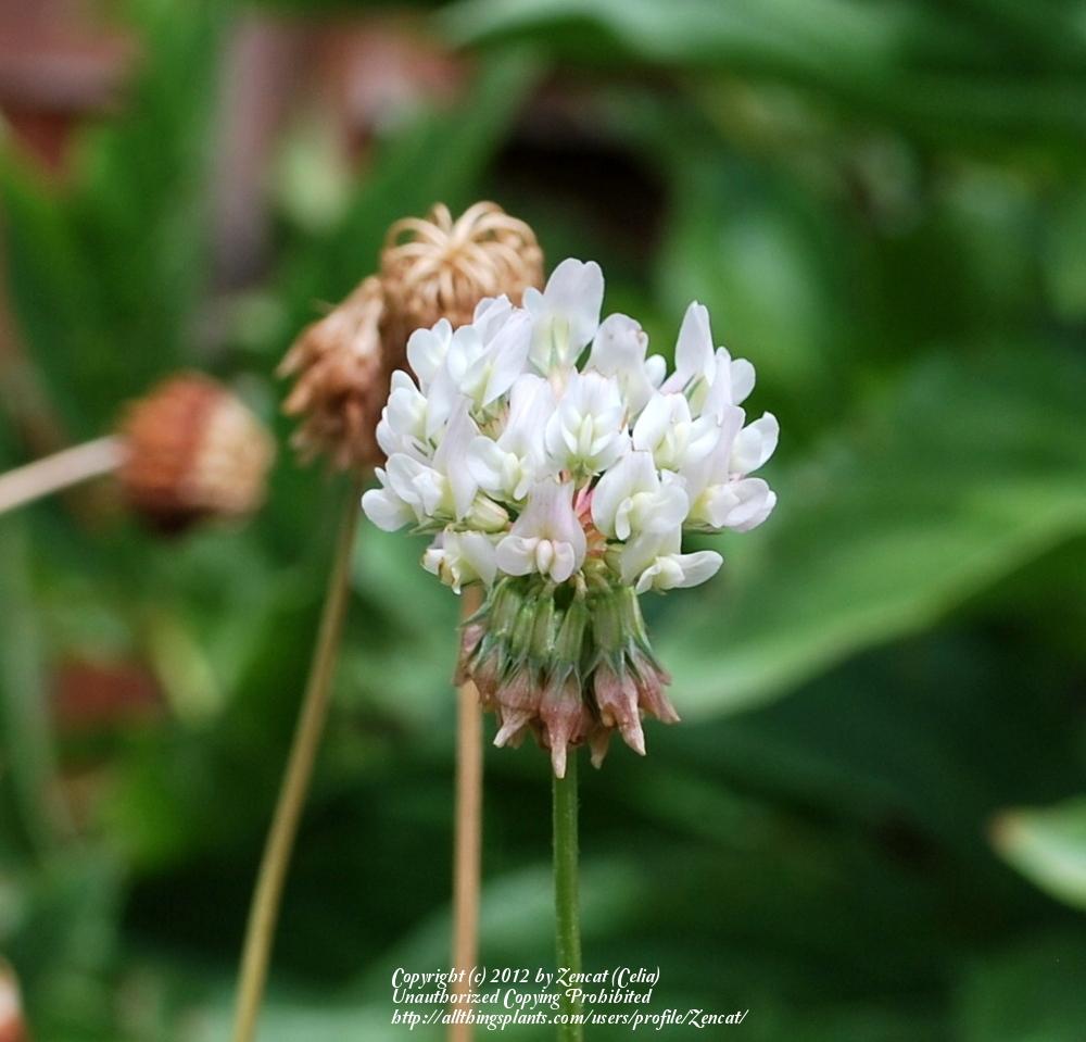 Photo of White Clover (Trifolium repens) uploaded by Zencat