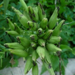 Location: Indiana  Zone 5
Date: 2012-07-25
unripe seed pods