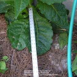 Location: My Cincinnati Ohio garden
Date: June 2012
Basal leaves are huge- in this case 15 inches long