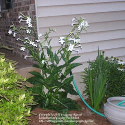 Location: My Cincinnati Ohio garden
Date: June 2012
Nicotiana alata blossoms open at night