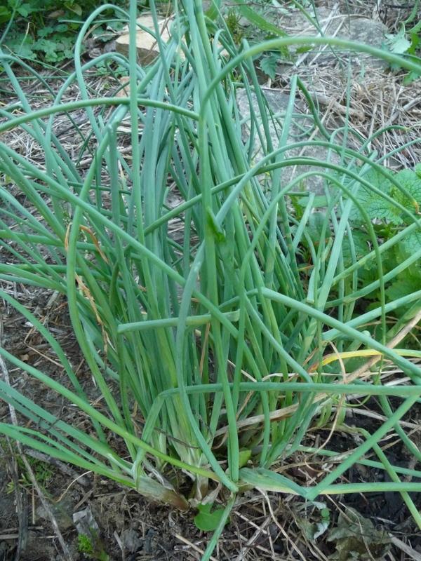 Chives Plant Care and Collection of Varieties