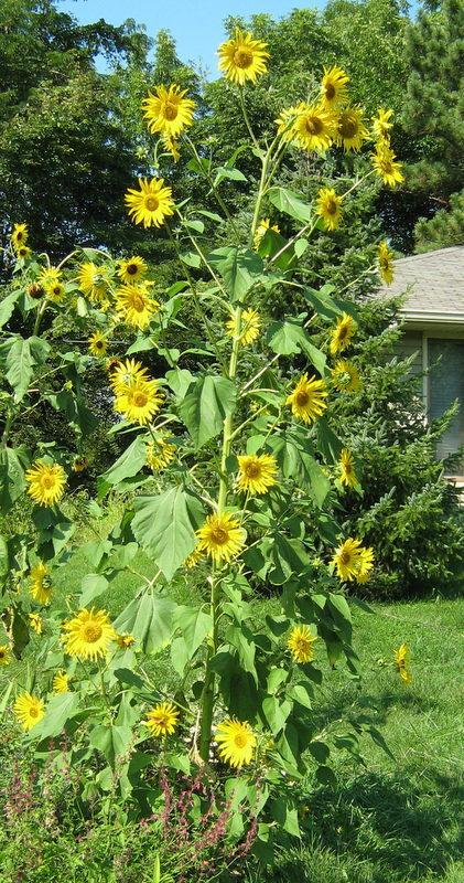 Photo of Sunflowers (Helianthus annuus) uploaded by gardengus