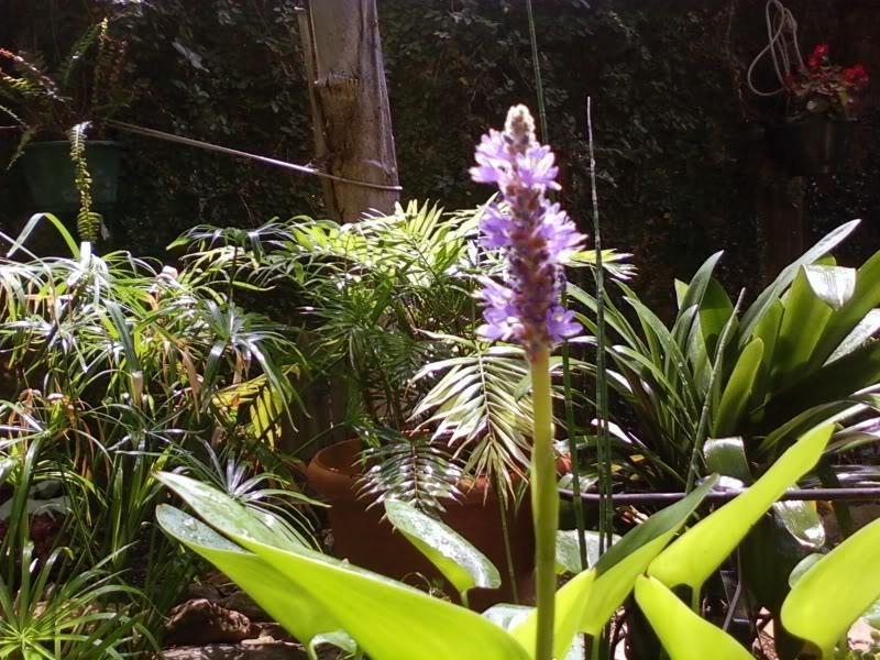 Photo of Pickerelweed (Pontederia cordata) uploaded by ShadyGreenThumb