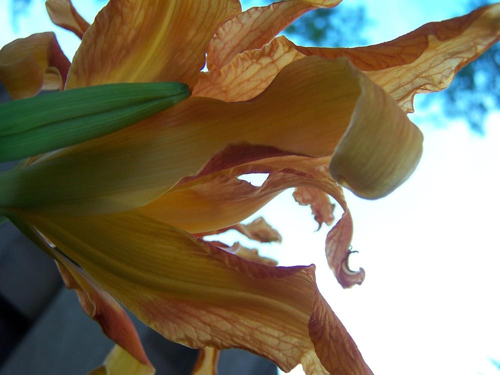 Photo of Daylily (Hemerocallis fulva) uploaded by sherrilosee