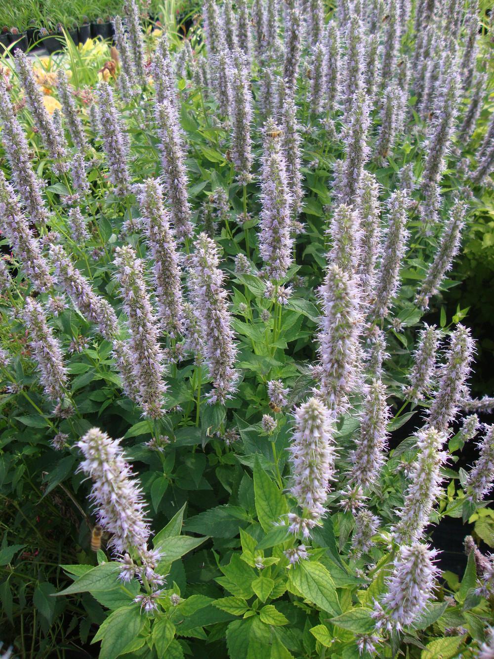 Photo of Anise Hyssop (Agastache 'Blue Fortune') uploaded by Paul2032
