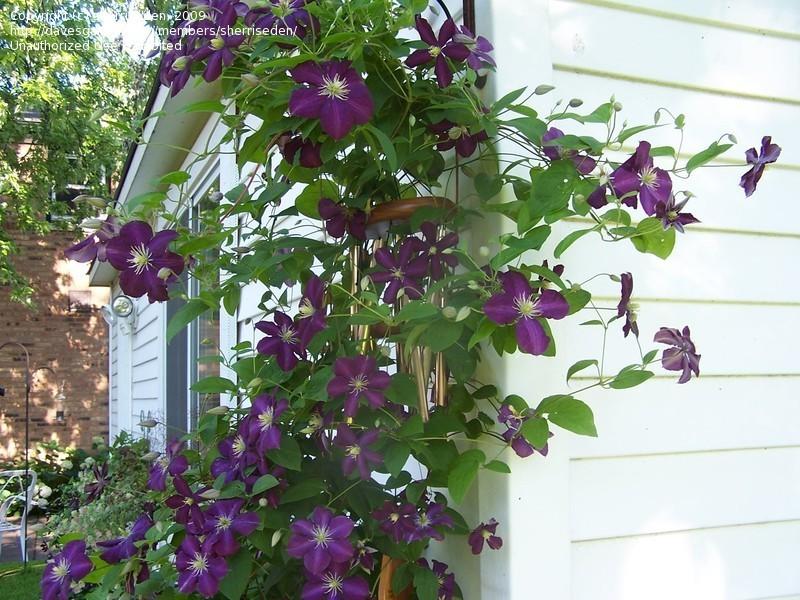 Photo of Clematis uploaded by sherrilosee
