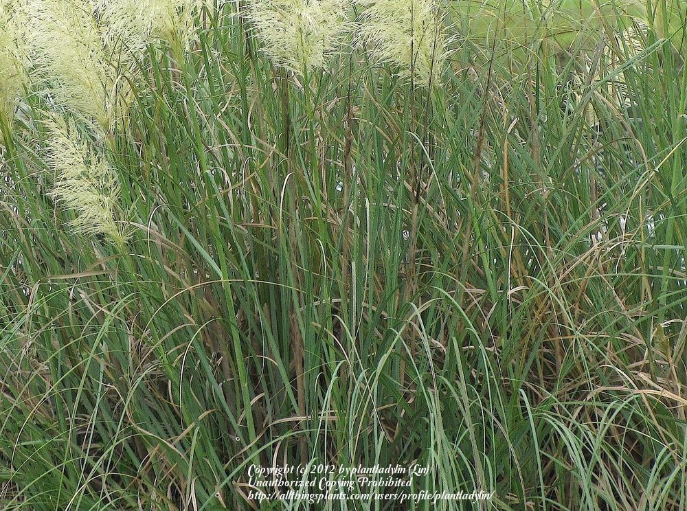 Photo of Uruguayan Pampas Grass (Cortaderia selloana) uploaded by plantladylin