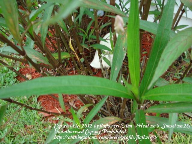 Photo of Mexican Petunia (Ruellia simplex) uploaded by flaflwrgrl