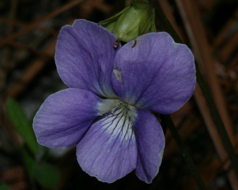 Photo of Sweet Violet (Viola odorata) uploaded by flaflwrgrl