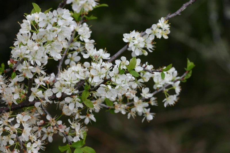 Photo of Wild Plum (Prunus americana) uploaded by flaflwrgrl