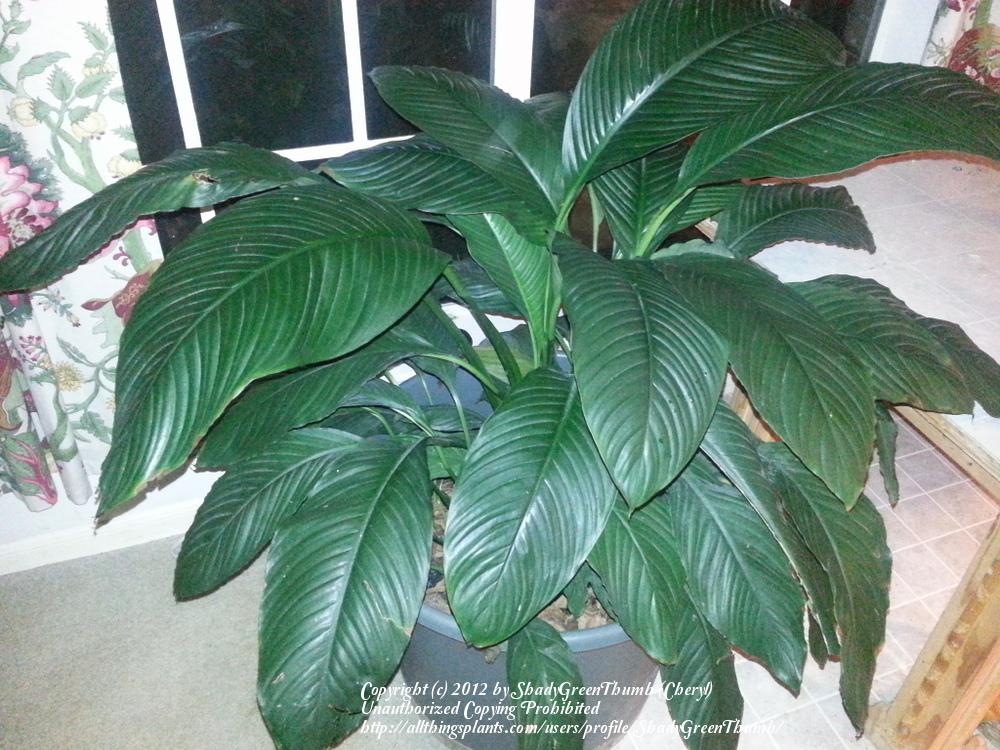 Photo of Peace Lilies (Spathiphyllum) uploaded by ShadyGreenThumb