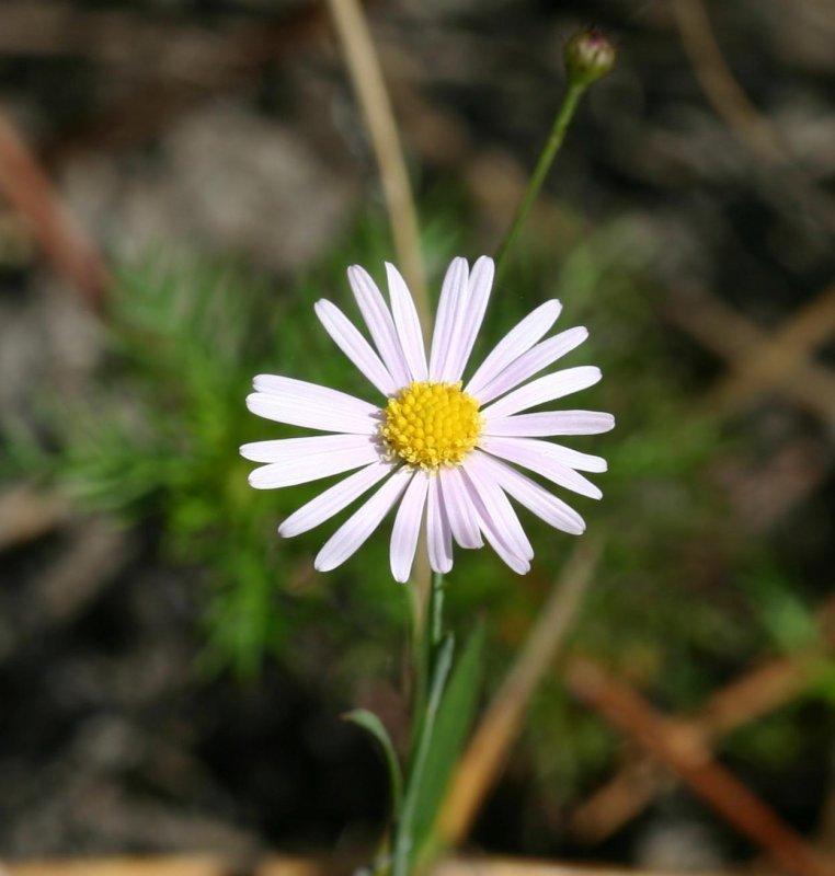 Photo of Asters (Aster) uploaded by flaflwrgrl