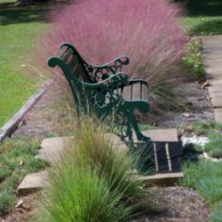 Location: My garden in northeast Texas
Date: 2009  Fall