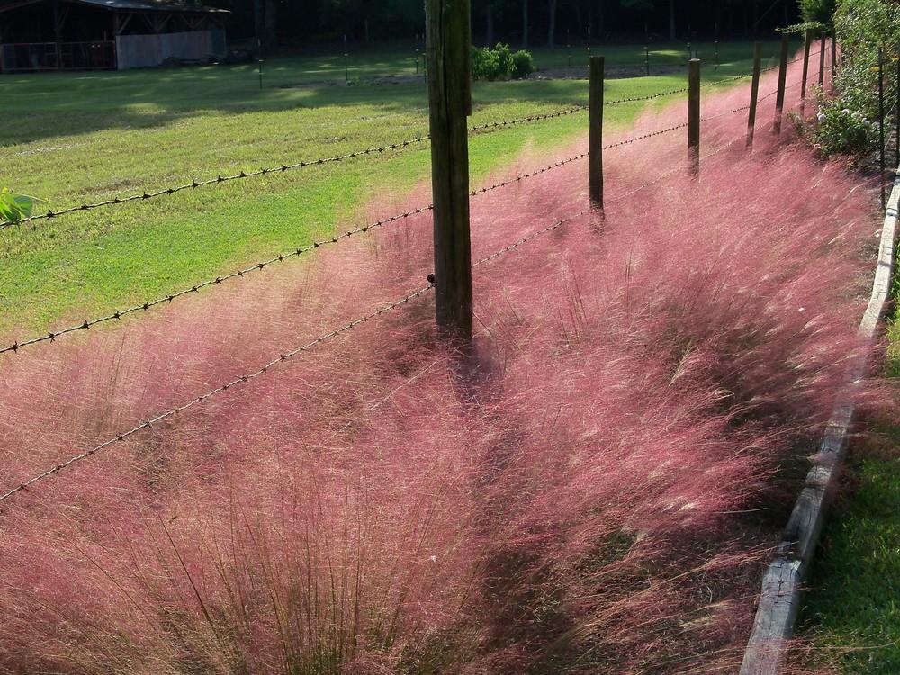 Photo of Pink Muhly Grass (Muhlenbergia capillaris) uploaded by Avedon
