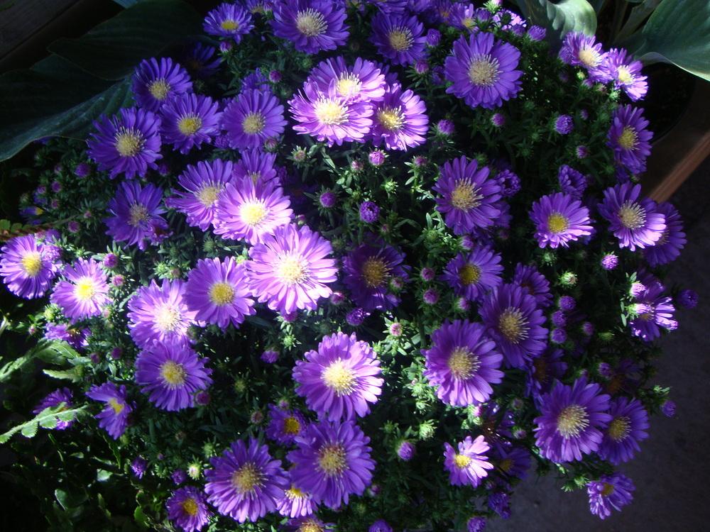 Photo of Asters (Aster) uploaded by Paul2032