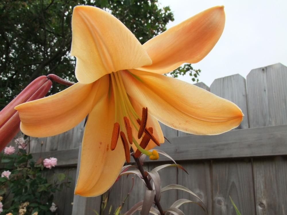 Photo of Lilies (Lilium) uploaded by mnorberry