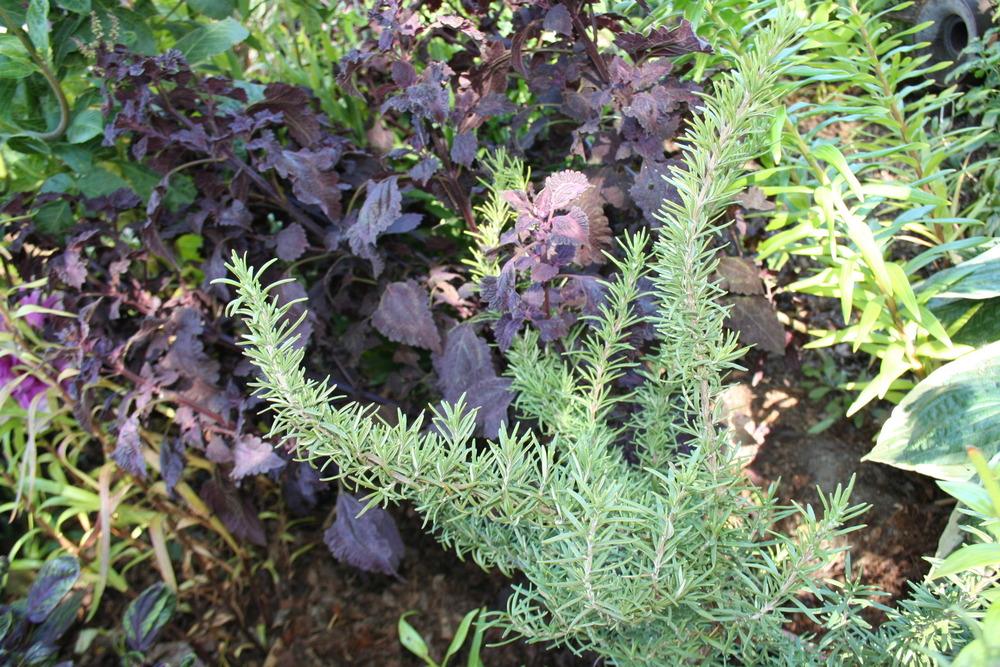 Photo of Rosemary (Salvia rosmarinus) uploaded by 4susiesjoy