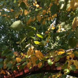 Location: Western Kentucky
Date: 2012-10-16
Changing to fall color