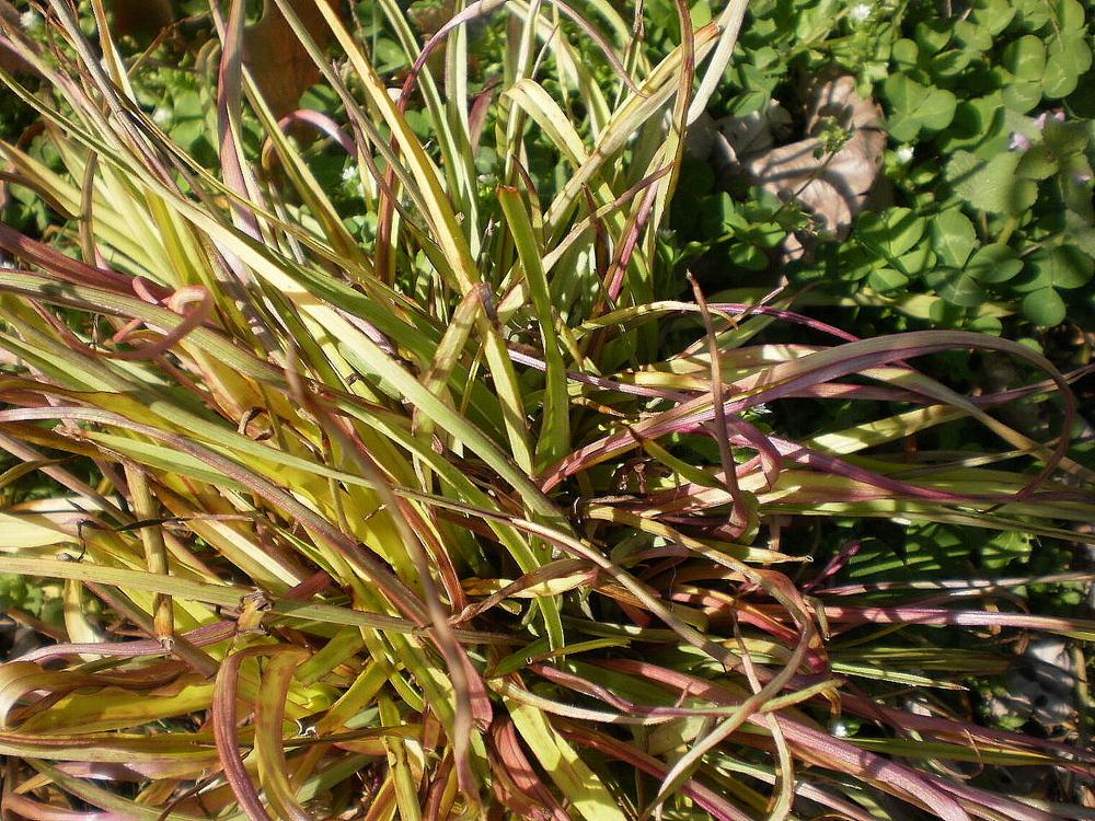 Photo of Orange New Zealand Sedge (Carex testacea) uploaded by SongofJoy