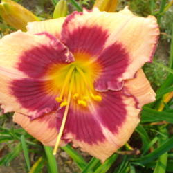 Location: Currie's Daylily Farm-Whittemore Mi.
Date: 2012-07-05