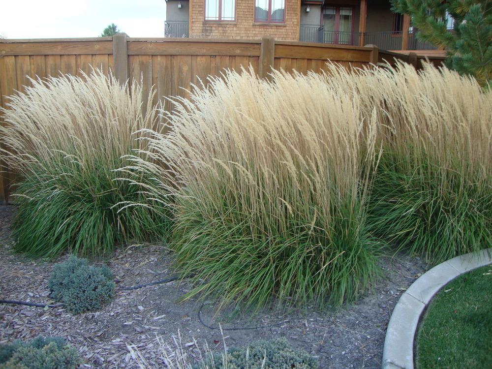 Photo of Feather Reed Grass (Calamagrostis x acutiflora 'Karl Foerster') uploaded by Paul2032