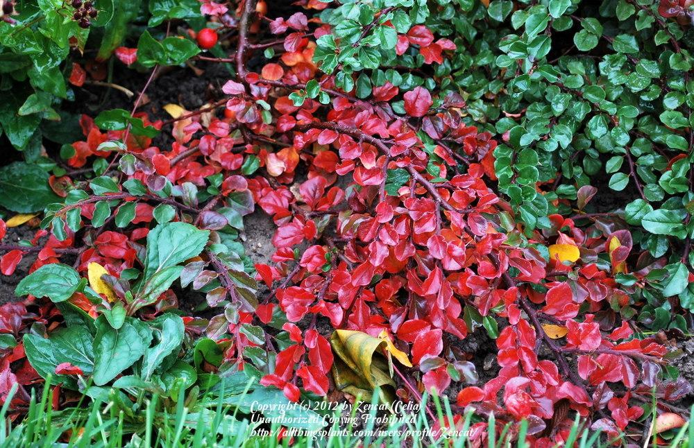 Photo of Cranberry Cotoneaster (Cotoneaster apiculatus) uploaded by Zencat