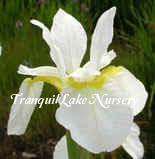 Photo of Siberian Iris (Iris 'Snow Queen') uploaded by Joy