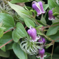 Location: My Garden
Date: 2012-09-19
A seedling of a species Clematis of unknown parentage.