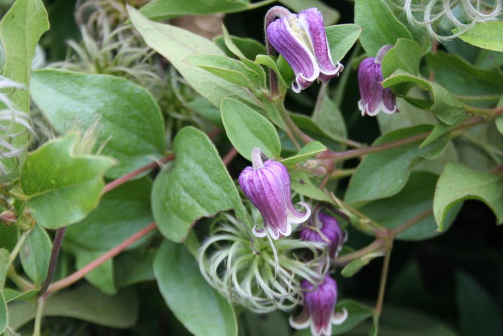 Photo of Clematis uploaded by 4susiesjoy