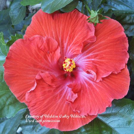 Photo of Tropical Hibiscus (Hibiscus rosa-sinensis 'Vermillion Queen') uploaded by SongofJoy