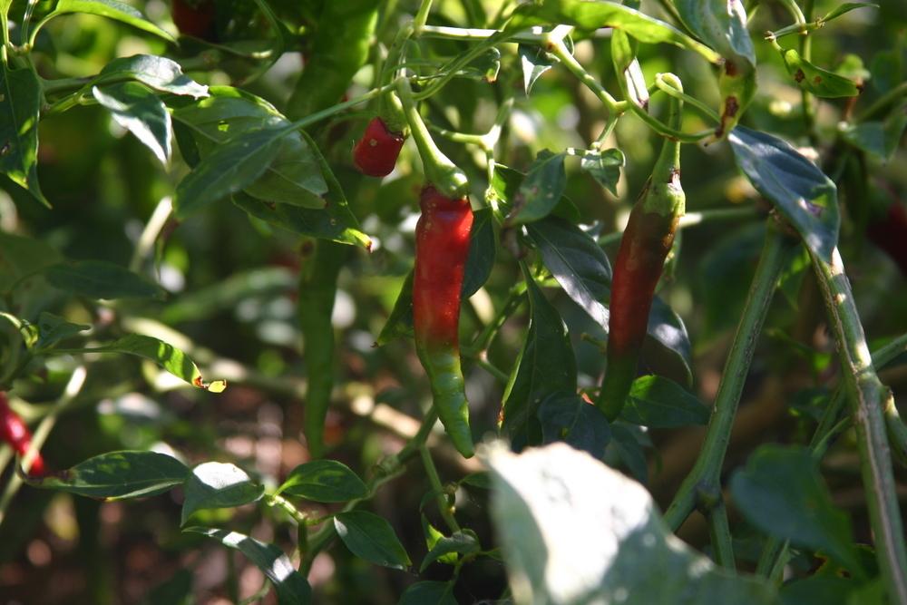 Photo of Cayenne Pepper (Capsicum annuum 'Cayenne') uploaded by dave