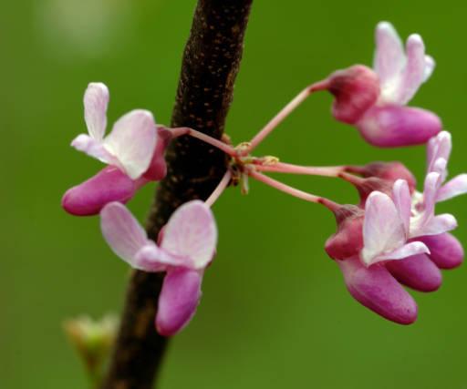 Photo of Eastern Redbud (Cercis canadensis) uploaded by SongofJoy