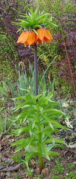 Photo of Crown Imperial Fritillaria (Fritillaria imperialis) uploaded by Calif_Sue