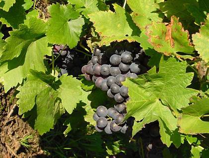 Photo of Grape (Vitis vinifera) uploaded by Calif_Sue