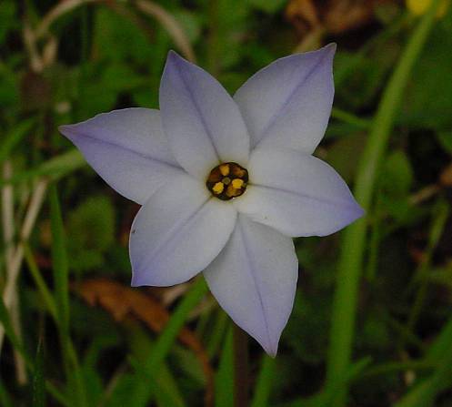 Photo of Spring Starflower (Ipheion uniflorum) uploaded by Calif_Sue