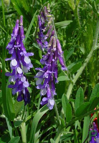 Photo of Hairy Vetch (Vicia villosa) uploaded by Calif_Sue