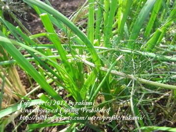 Photo of Garlic Chives (Allium tuberosum) uploaded by rakami