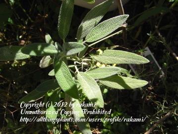 Photo of Culinary Sages (Salvia officinalis) uploaded by rakami