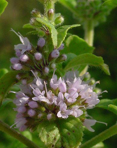 Photo of Field Mint (Mentha canadensis) uploaded by SongofJoy